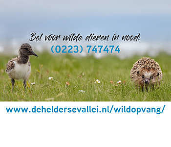Wildopvang