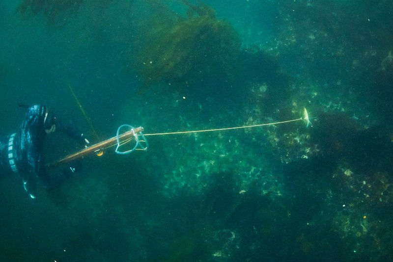 diver spearing lingcod