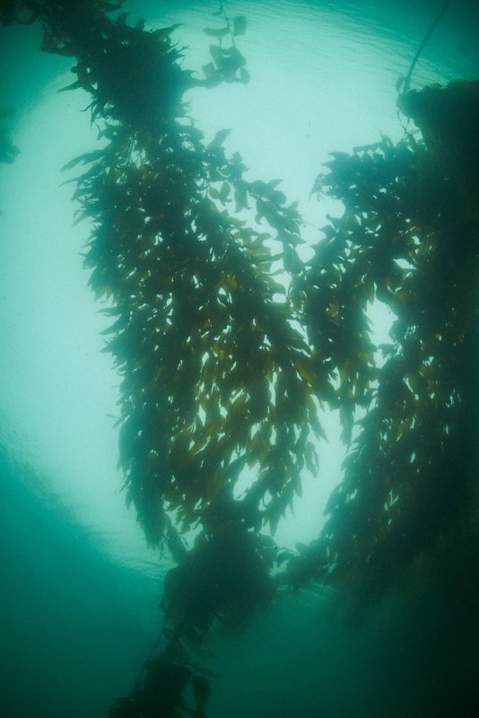 kelp