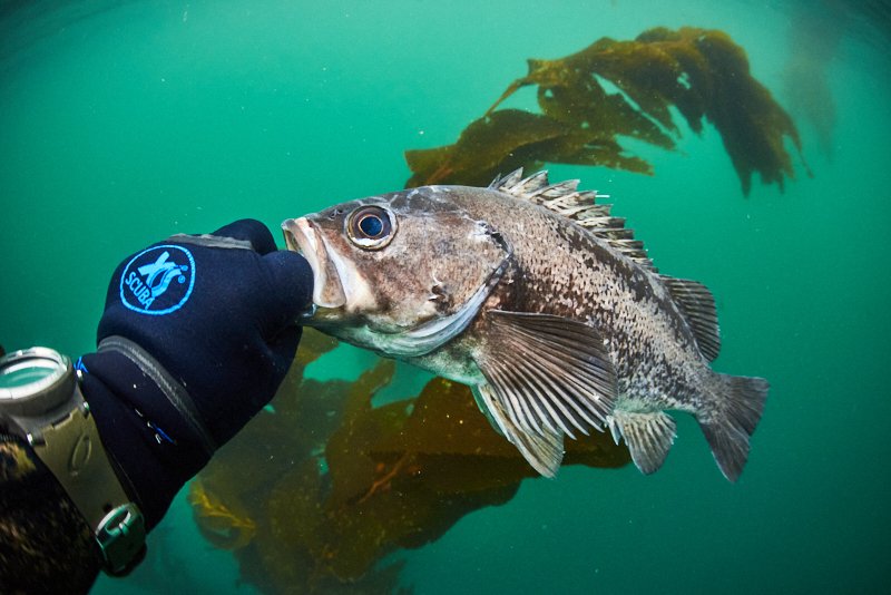 black rockfish