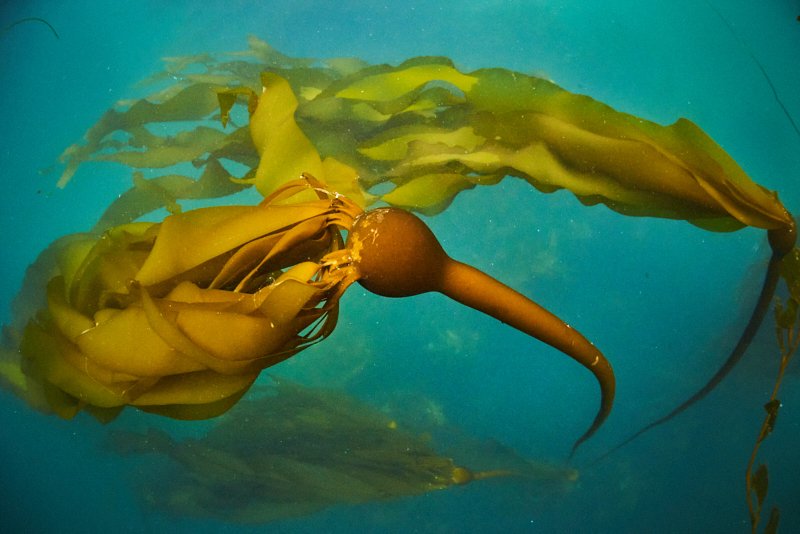 bull kelp