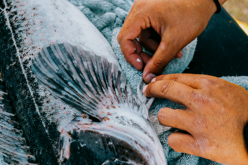 holding fins