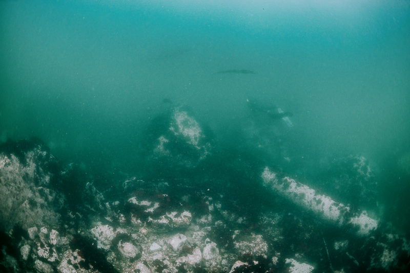 free diver