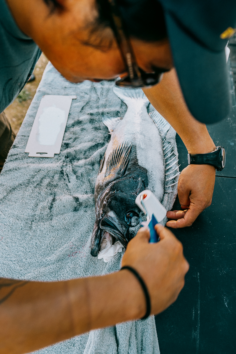 painting fish