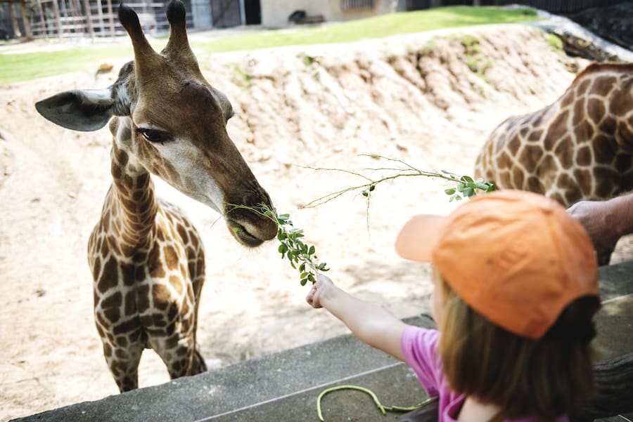 A child feeding leaves to a giraffe over a barrier at a zoo