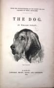 Book cover of The Dog