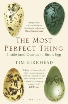 Book cover of The Most Perfect Thing: Inside (and Outside) a Bird's Egg