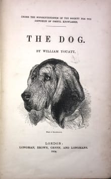 Book cover of The Dog
