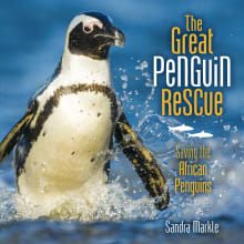 Book cover of The Great Penguin Rescue: Saving the African Penguins