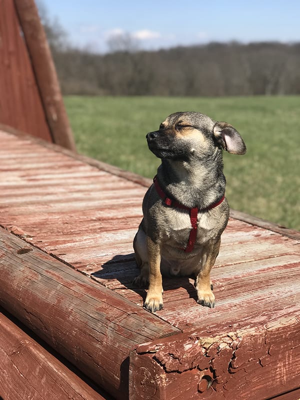 Chester
