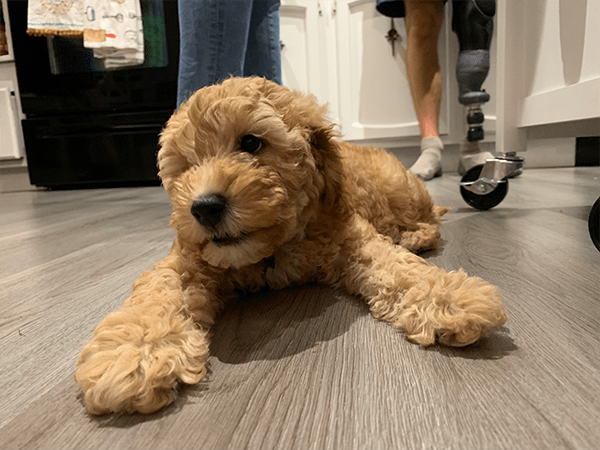 Harlow