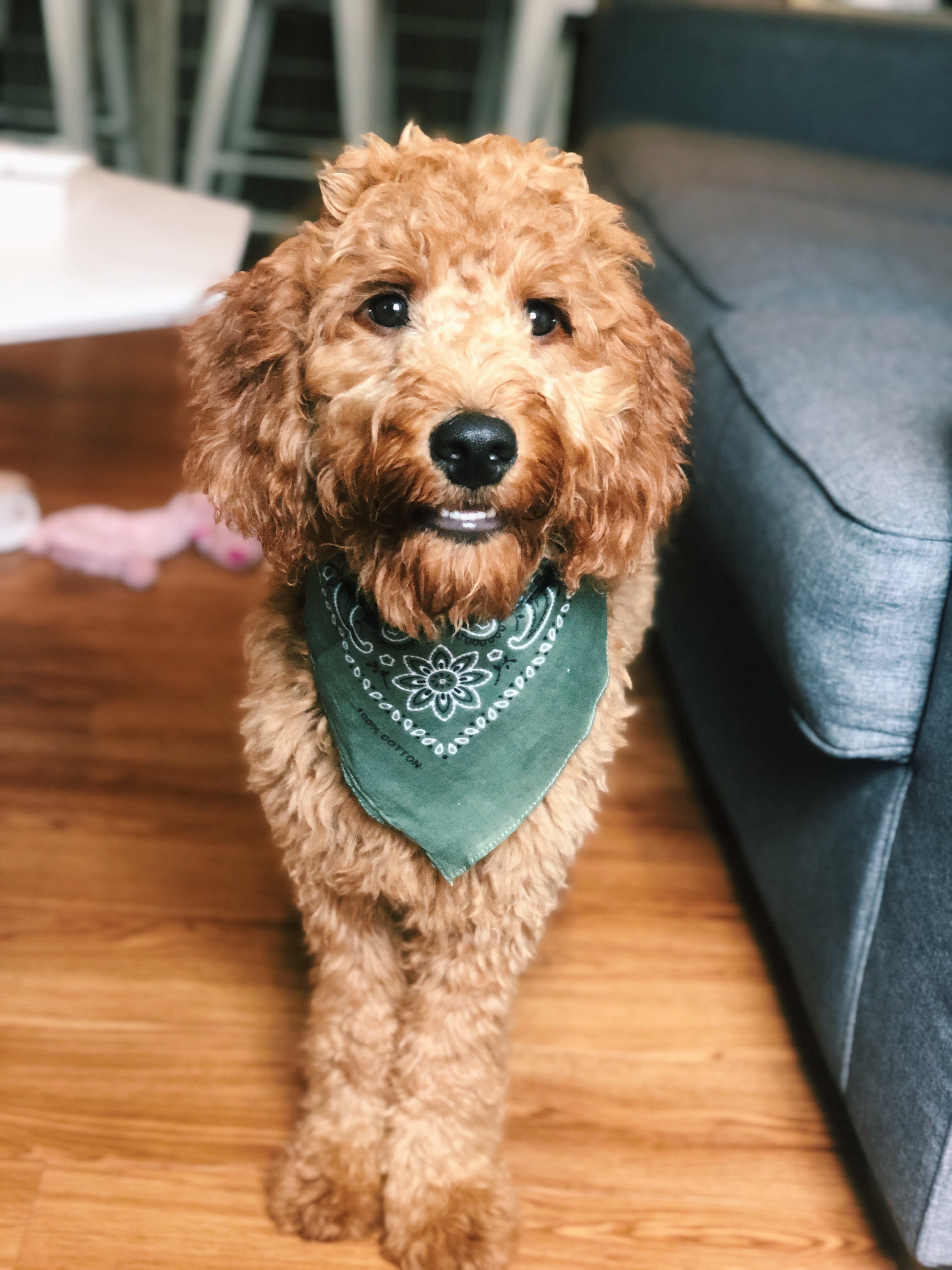 Hoku