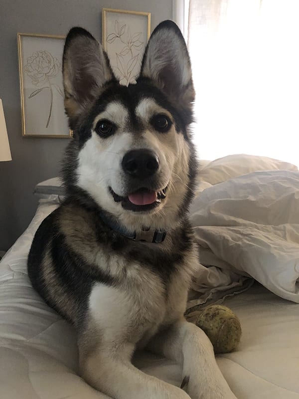 Loki