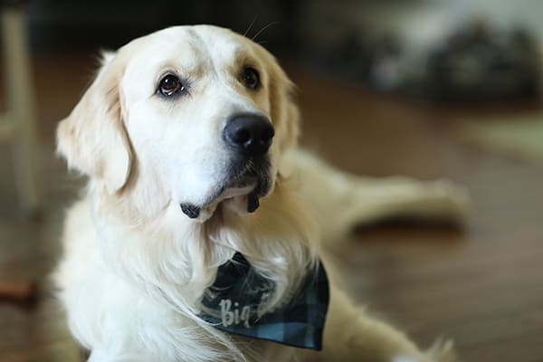 Truman