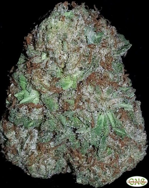 cinderella 99 strain