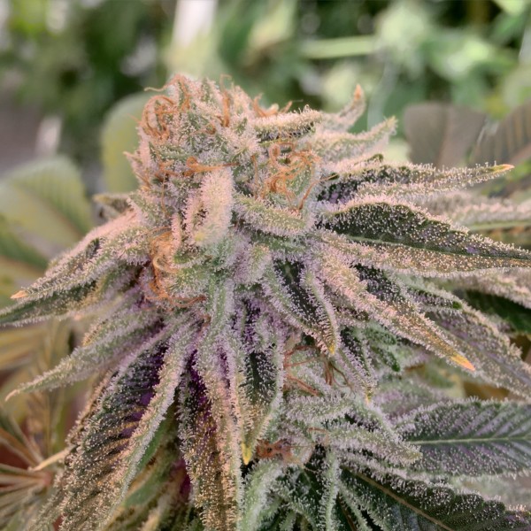 Tangerine Marijuana Strain Reviews AllBud