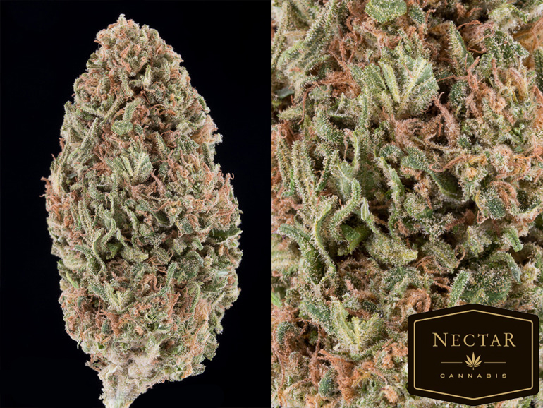 Citrus Diesel Marijuana Strain Reviews AllBud