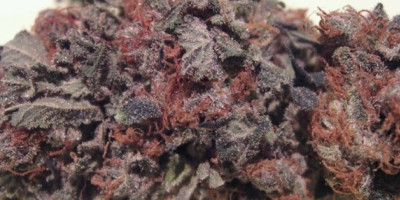 grape kush marijuana strain dispensary