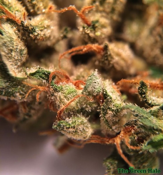 Casey Jones Marijuana Strain Reviews AllBud