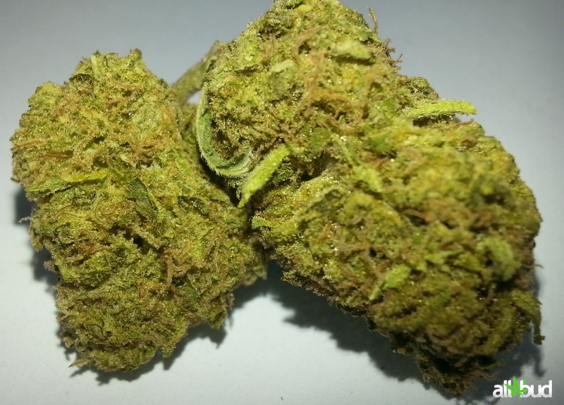 Black Marijuana Strain Black Jack Is A ThoughtProvoking Hybrid