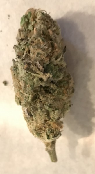 silverback strain allbud