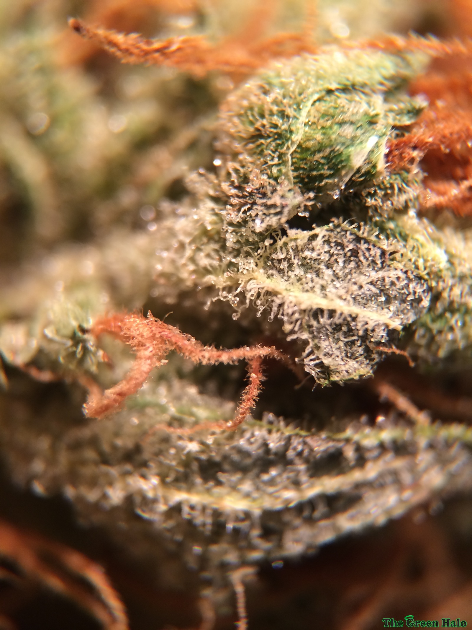 Colombian Gold | Marijuana Strain Reviews | AllBud