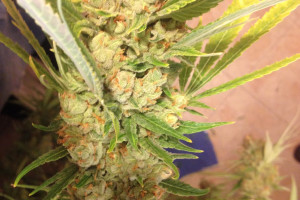 mob dick strain review schoolmastar fucked schoolgirl image