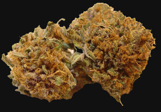 black strain black magic kush marijuana strain reviews allbud black strain black magic kush marijuana strain reviews allbud