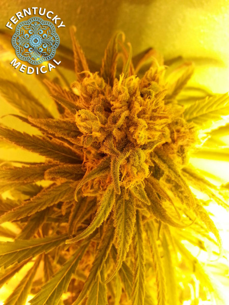 Blue Dream Plant Ferntucky strain