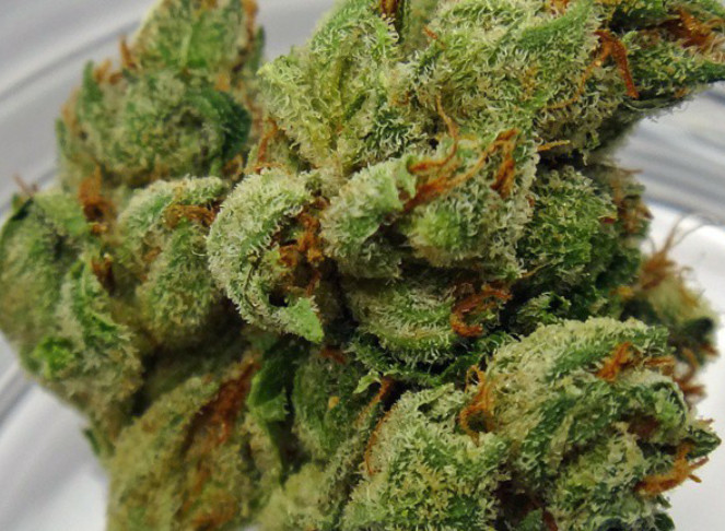 walker strain white walker marijuana strain reviews allbud walker strain white walker marijuana strain reviews allbud