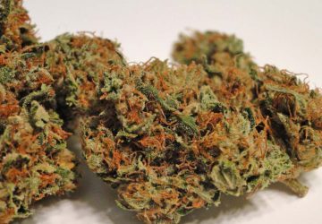 blackfire strain