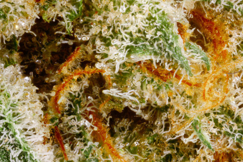 Cactus Marijuana Strain Reviews AllBud