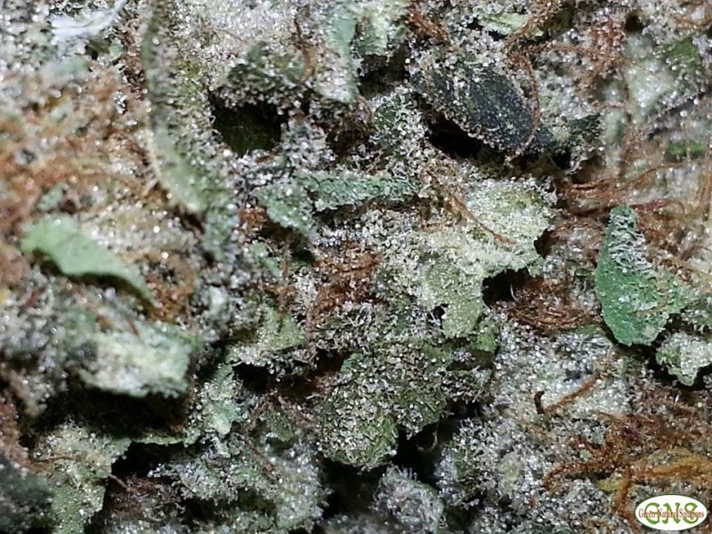 Cherry Pie | Marijuana Strain Reviews | AllBud