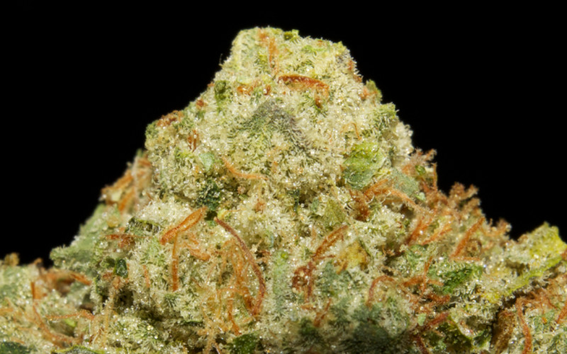 Dog Walker OG Marijuana Strain Reviews AllBud