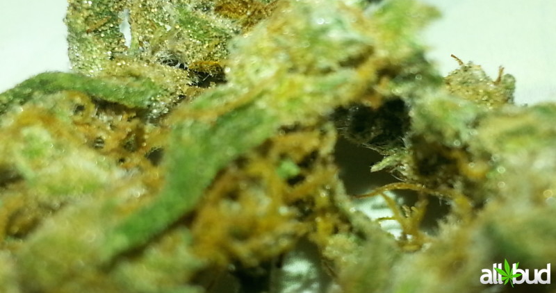 Dr. Grinspoon strain