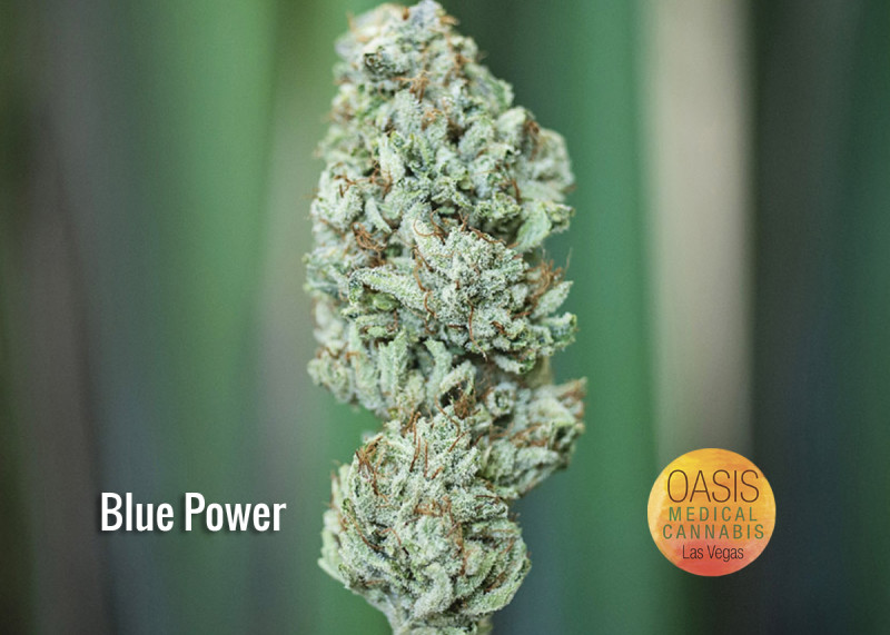 Blue Power Marijuana Strain Reviews AllBud