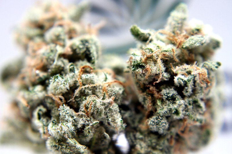 Cabbage Patch Marijuana Strain Reviews AllBud