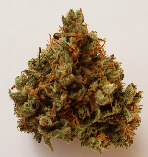 tangerine dream strain plant