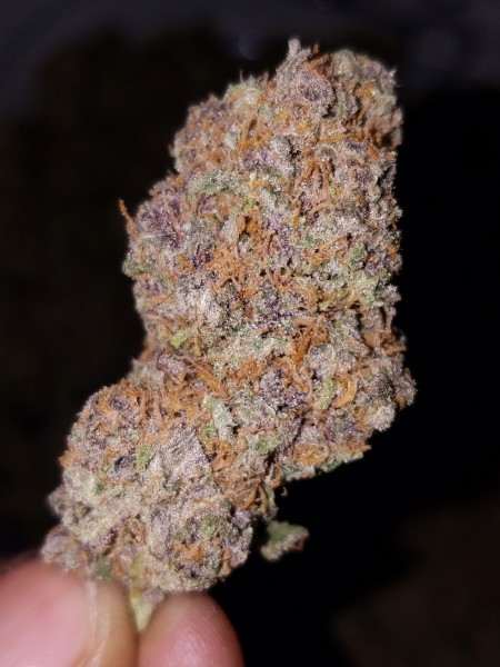 cheese quake strain