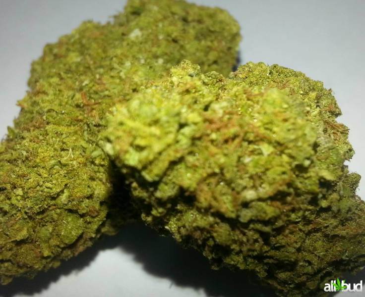 Blue Cheese Marijuana Strain Reviews AllBud