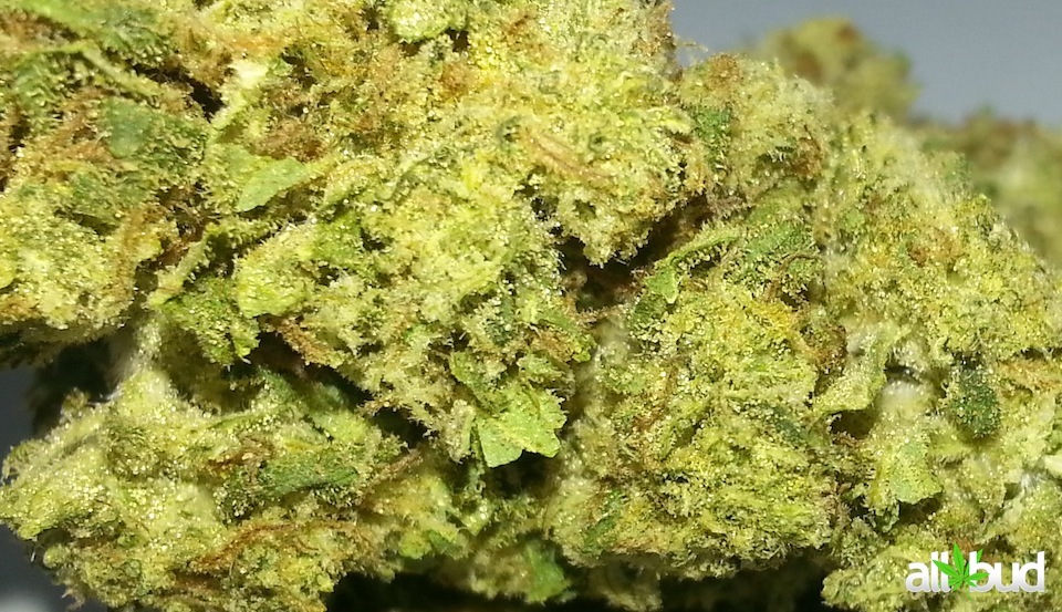 Blueberry Marijuana Strain Reviews AllBud