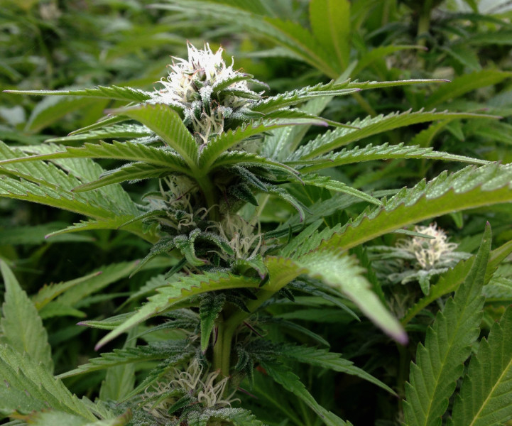 Lamb's Bread Marijuana Strain Reviews AllBud