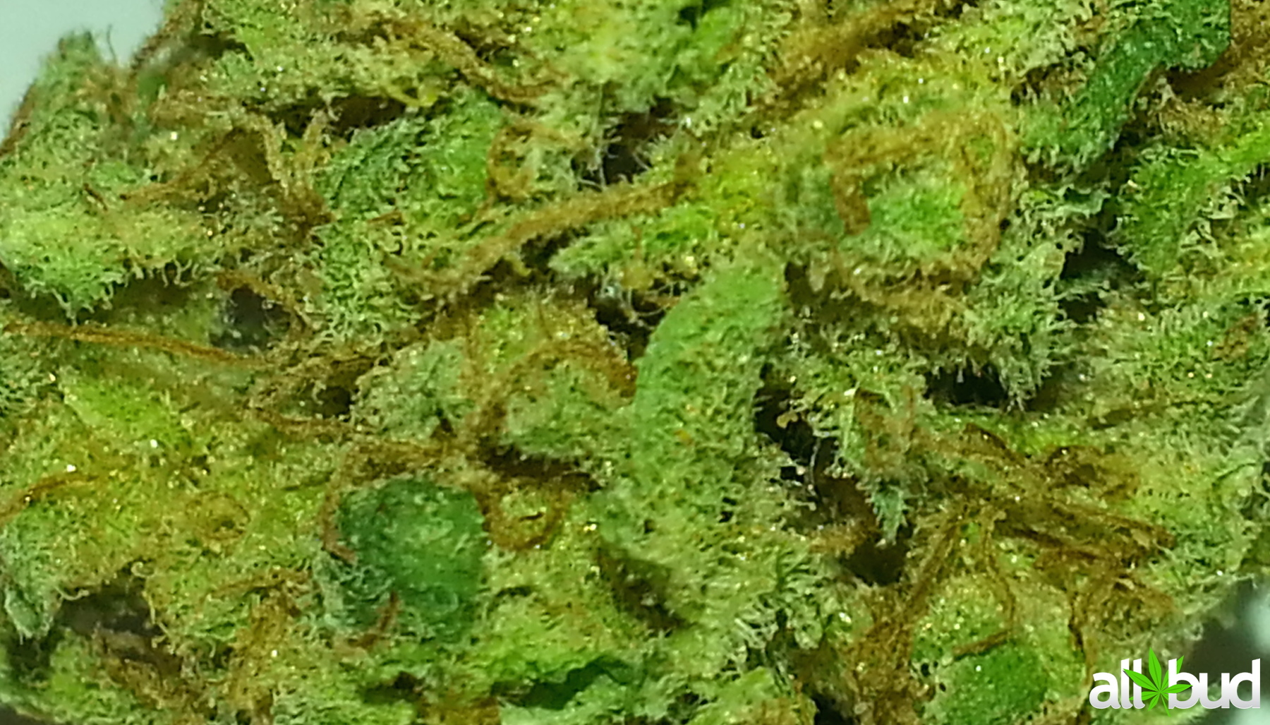 Grapefruit Kush Marijuana Strain Reviews AllBud