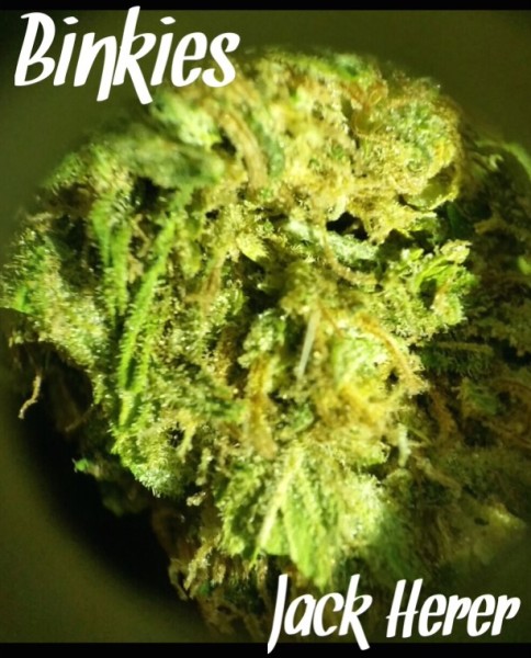 Jack Herer | Marijuana Strain Reviews | AllBud