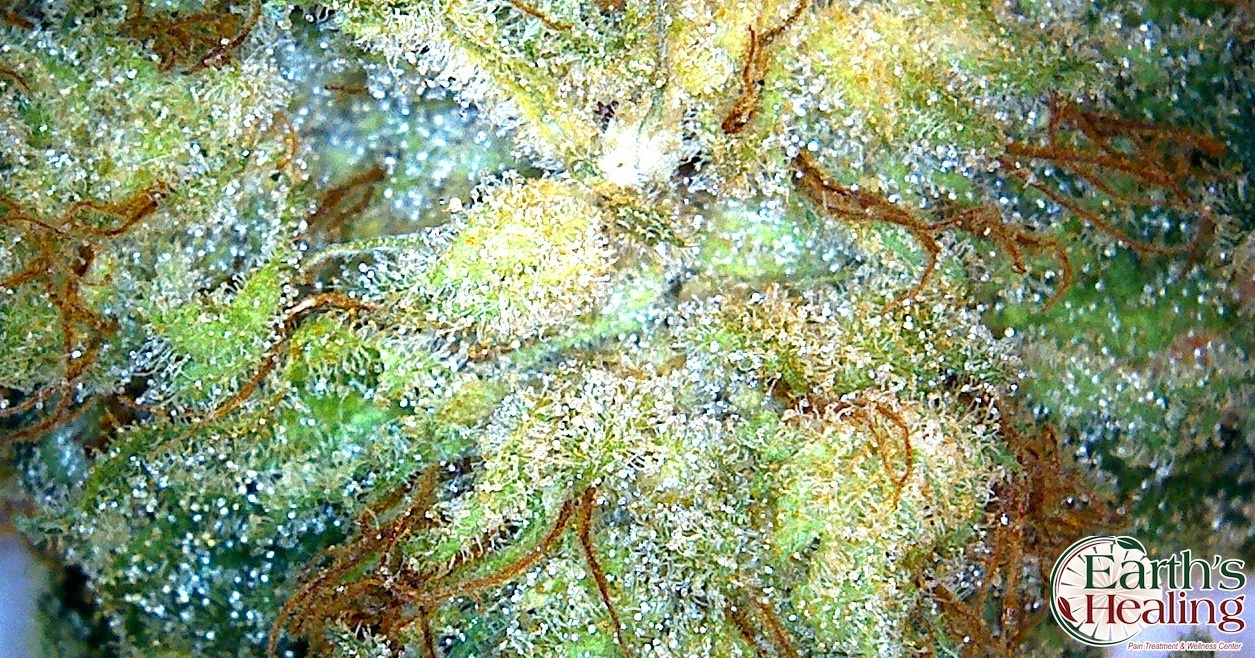 Ginger Ale Marijuana Strain Reviews AllBud