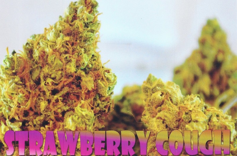 strawberry cough strain