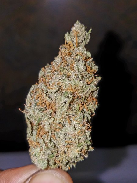 bubble gum strain allbud