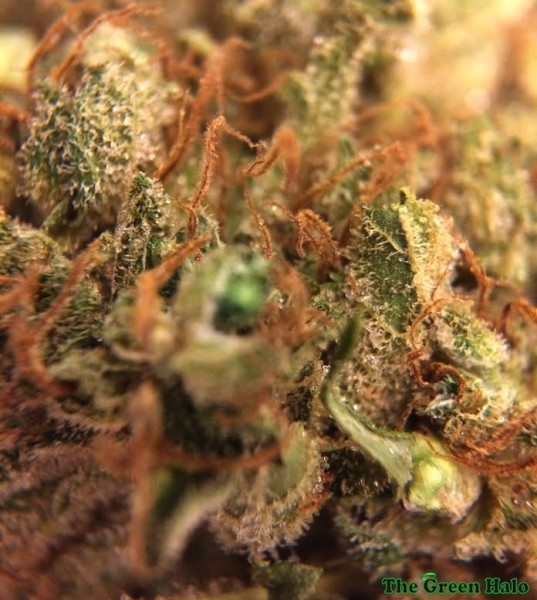 Red Dragon Marijuana Strain Reviews AllBud