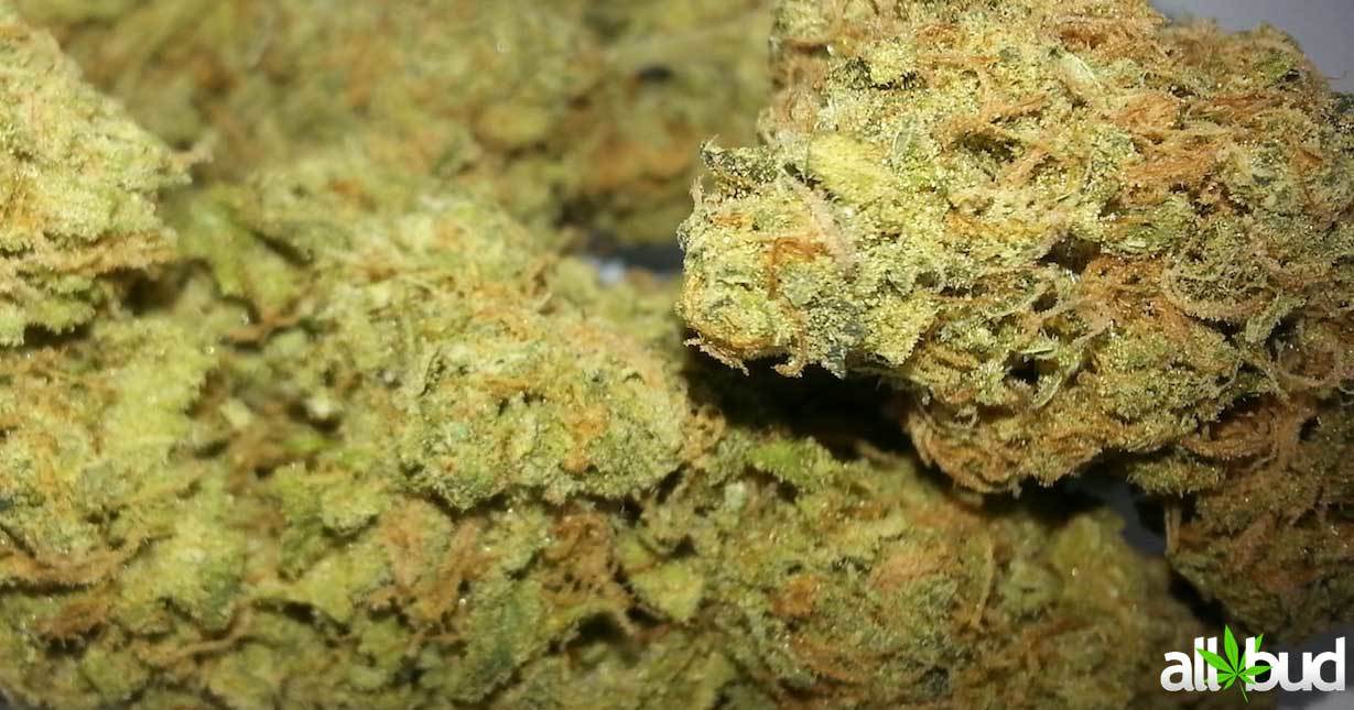 Casey's Dream Marijuana Strain Reviews AllBud