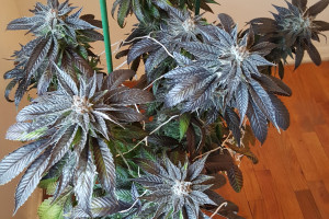 monkey foot strain monkey paw strain